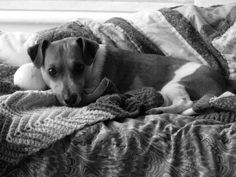 Free stock image of Jack Russell created by Brian Norcross