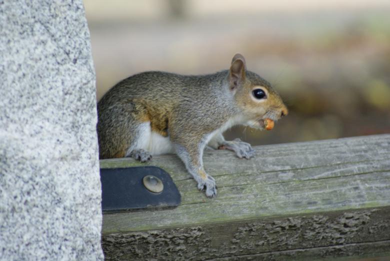 Free stock image of Squirrel On Fence created by Brian Norcross