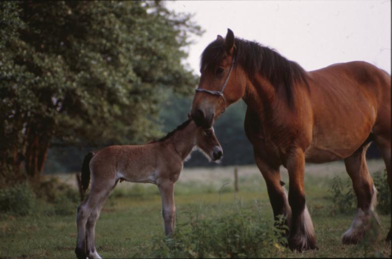 Free stock image of Horses created by MUNCH PIERRE