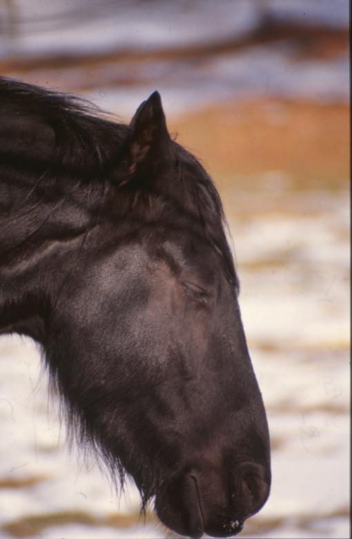 Free stock image of Horses created by MUNCH PIERRE