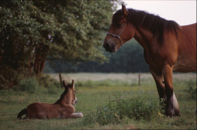 Free stock image of Horses created by MUNCH PIERRE