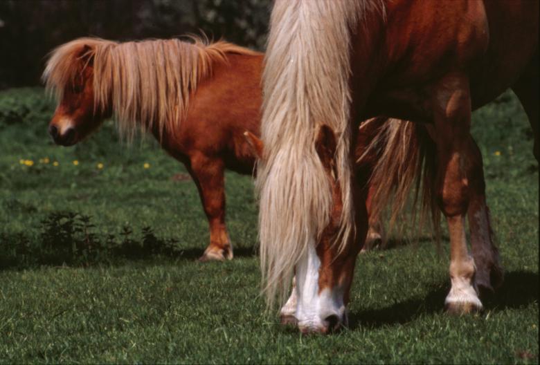 Free stock image of Horses created by MUNCH PIERRE