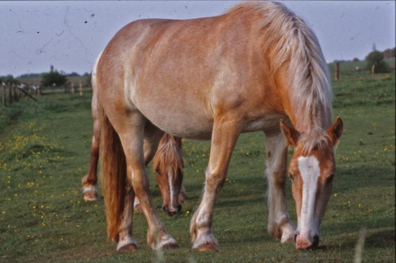 Free stock image of Horses created by MUNCH PIERRE