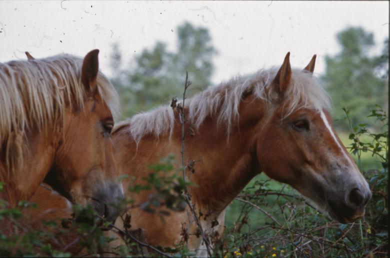 Free stock image of Horses created by MUNCH PIERRE
