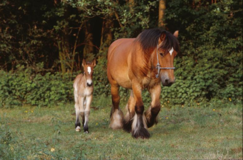 Free stock image of Horses created by MUNCH PIERRE