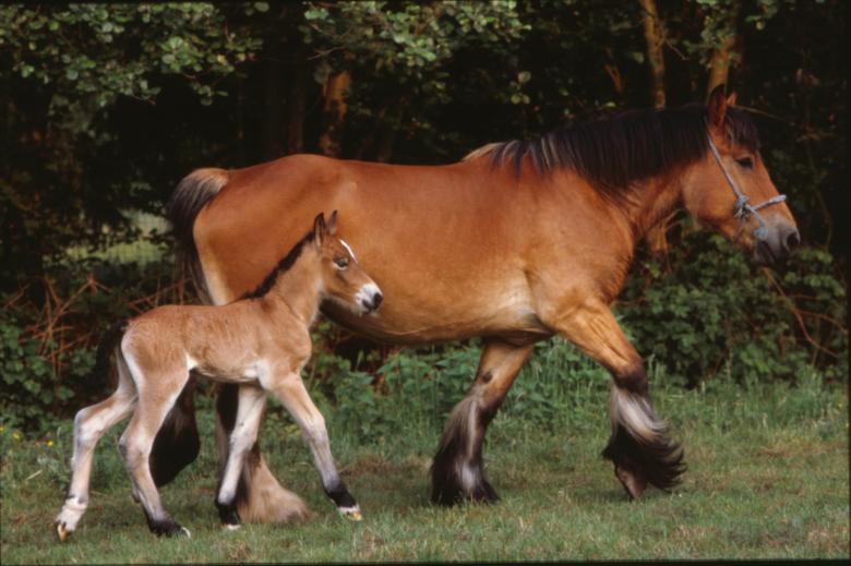 Free stock image of Horses created by MUNCH PIERRE