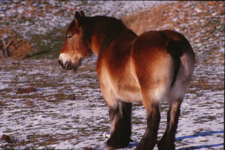 Free stock image of Horse created by MUNCH PIERRE