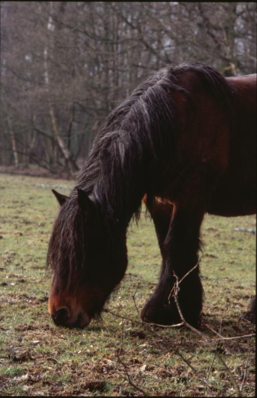 Free stock image of Horse created by MUNCH PIERRE