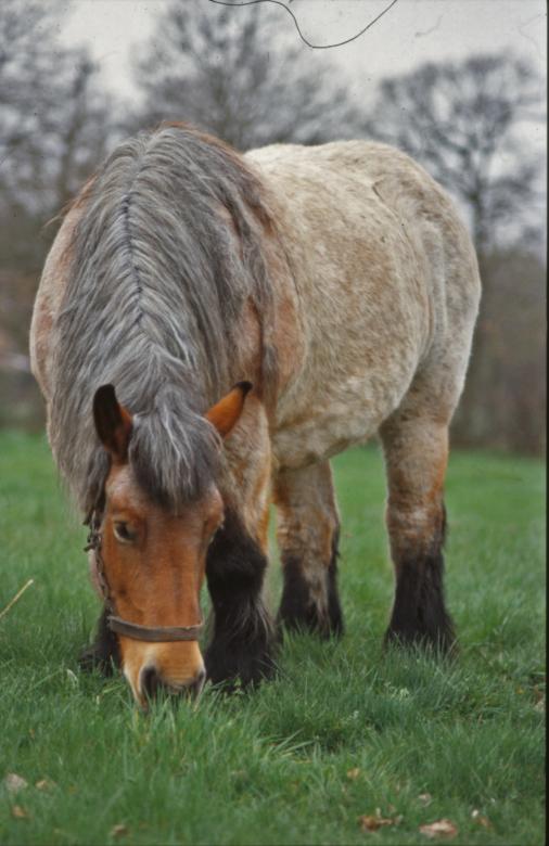 Free stock image of Horse created by MUNCH PIERRE