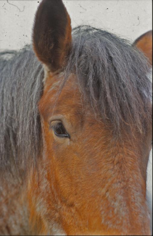 Free stock image of Horse created by MUNCH PIERRE
