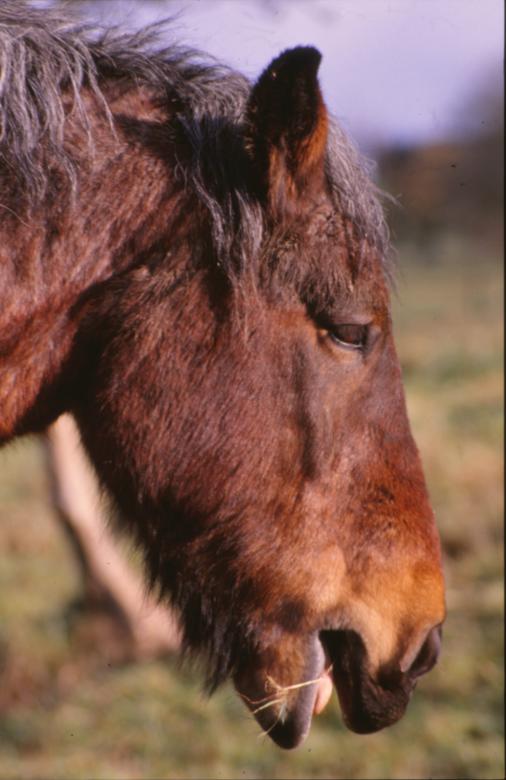 Free stock image of Horse created by MUNCH PIERRE