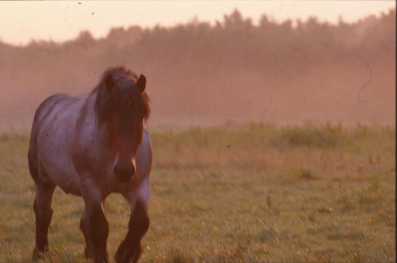 Free stock image of Horse created by MUNCH PIERRE