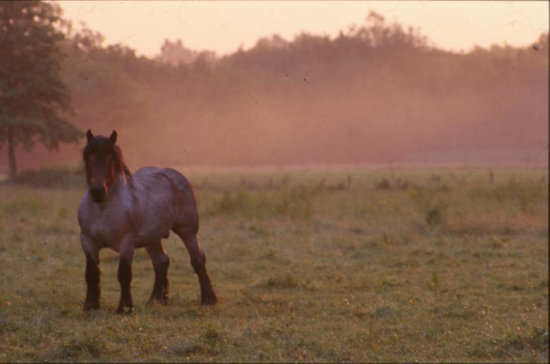 Free stock image of Horse created by MUNCH PIERRE