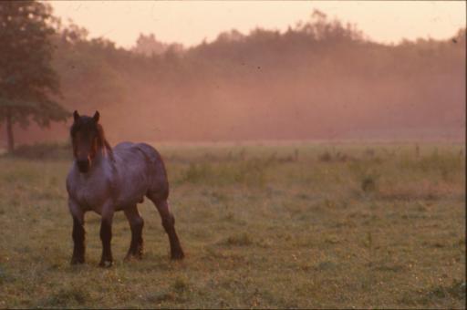 Horse - Free Stock Photo