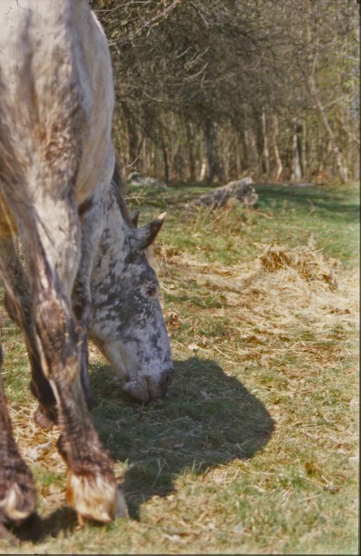 Free stock image of Horse created by MUNCH PIERRE