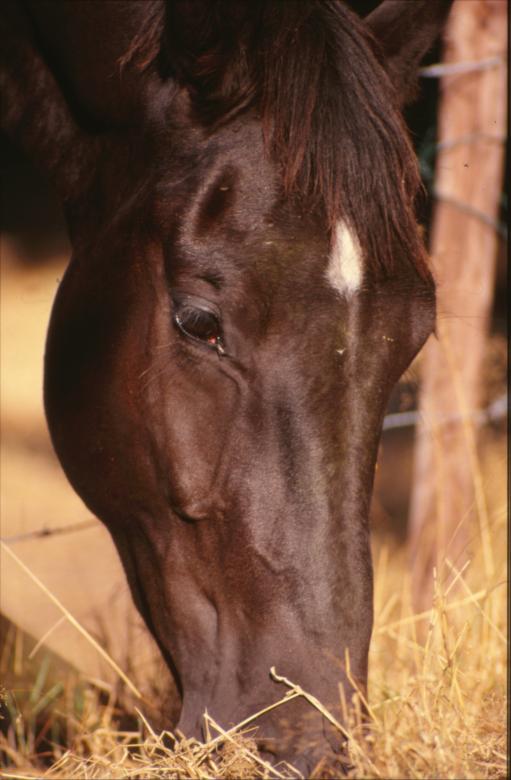 Free stock image of Horse created by MUNCH PIERRE