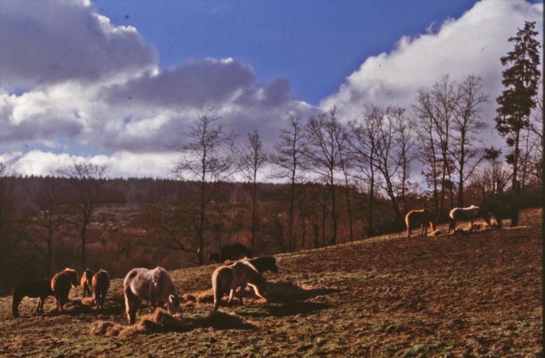 Free stock image of Horses created by MUNCH PIERRE