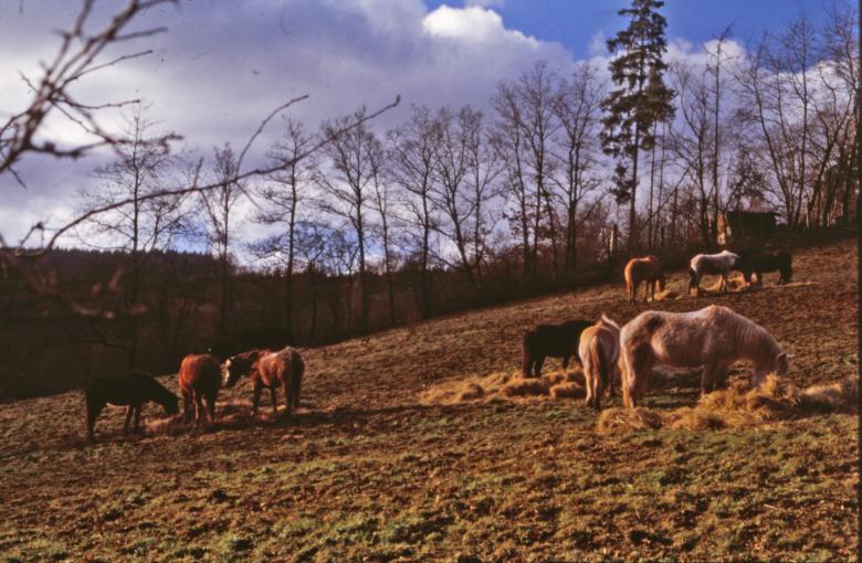 Free stock image of Horses created by MUNCH PIERRE