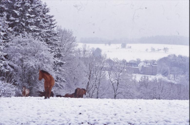 Free stock image of Horse created by MUNCH PIERRE