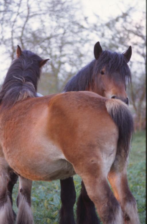 Free stock image of Horses created by MUNCH PIERRE