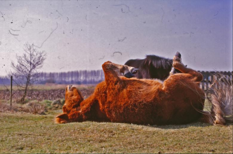 Free stock image of Horses created by MUNCH PIERRE
