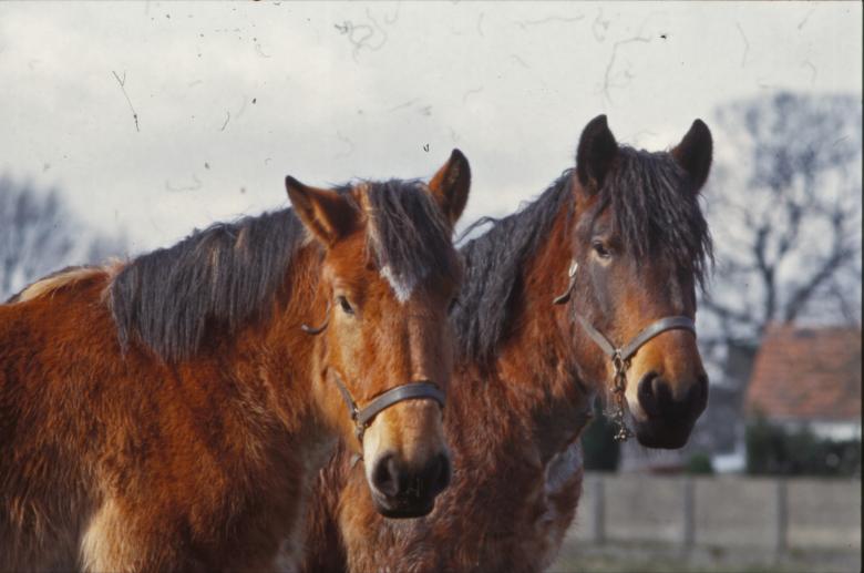 Free stock image of Horses created by MUNCH PIERRE