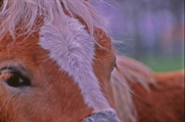 Free stock image of Horses created by MUNCH PIERRE