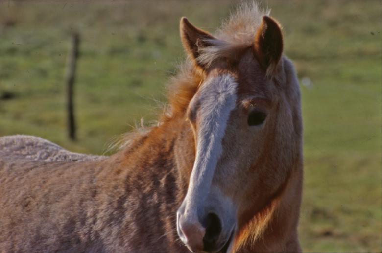 Free stock image of Horse created by MUNCH PIERRE