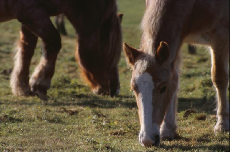 Free stock image of Horses created by MUNCH PIERRE