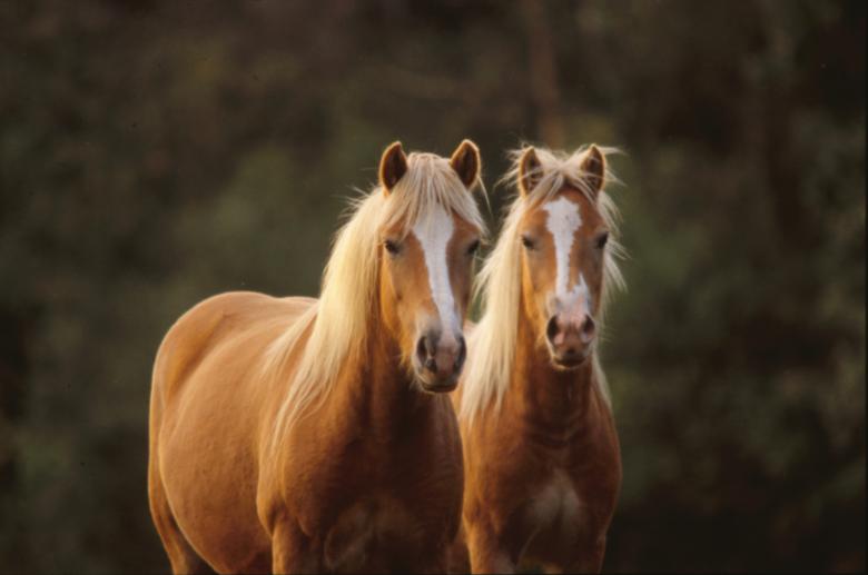 Free stock image of Horses created by MUNCH PIERRE