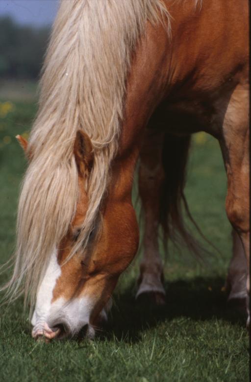 Free stock image of Horse created by MUNCH PIERRE