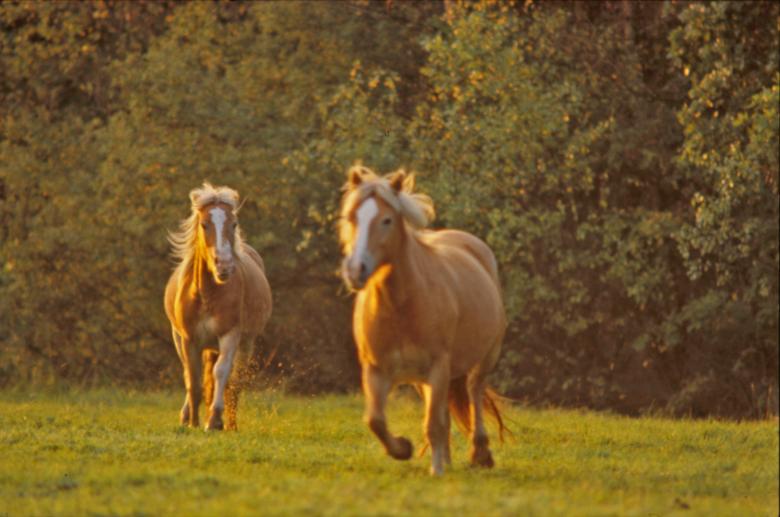Free stock image of Horses created by MUNCH PIERRE