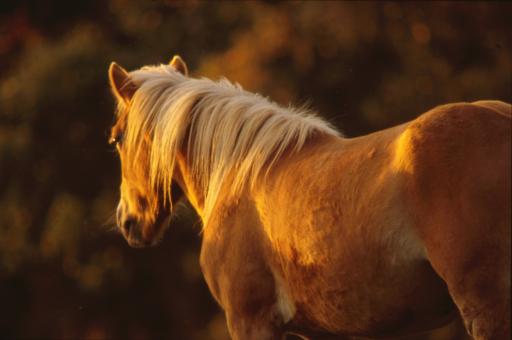 Horse - Free Stock Photo