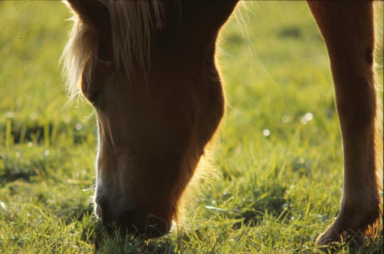 Free stock image of Horse created by MUNCH PIERRE