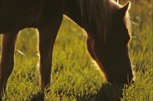 Horse - Free Stock Photo