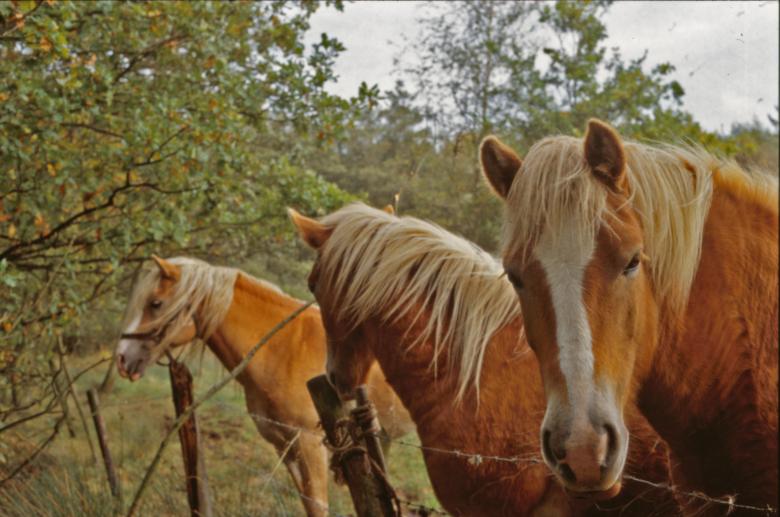 Free stock image of Horses created by MUNCH PIERRE