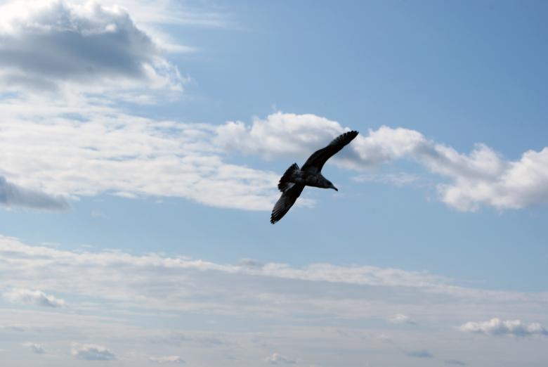 Free stock image of Seagull In Flight 2 created by Brian Norcross