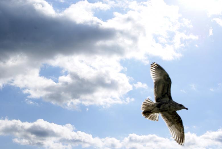 Free stock image of Seagull In Flight 1 created by Brian Norcross