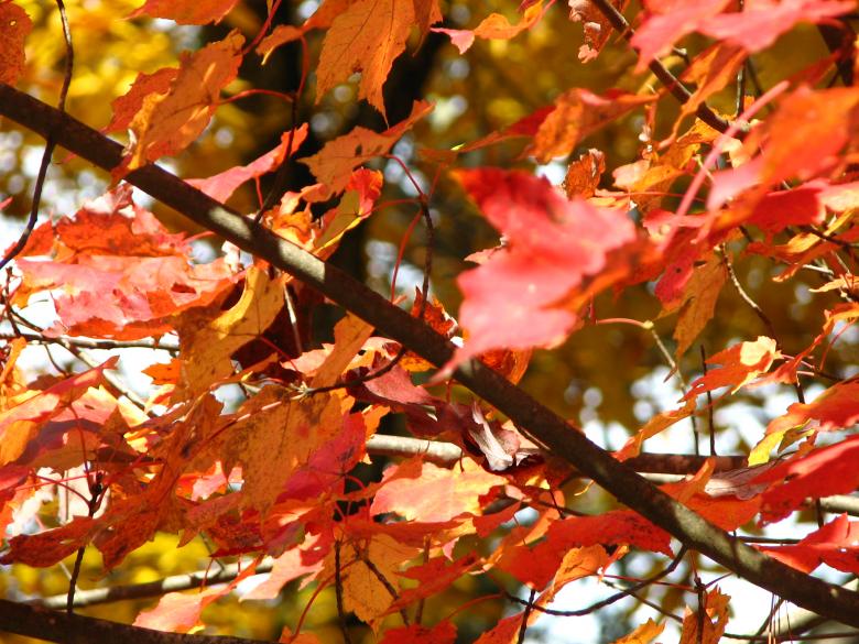 Free stock image of Autumn Leaves created by Sarah Digh