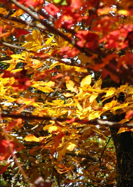 Free stock image of Autumn Leaves created by Sarah Digh