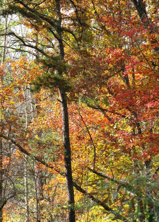 Free stock image of Autumn Leaves created by Sarah Digh