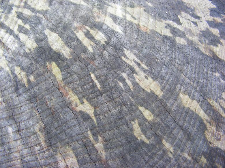 Free stock image of Tree Years created by Jemogz