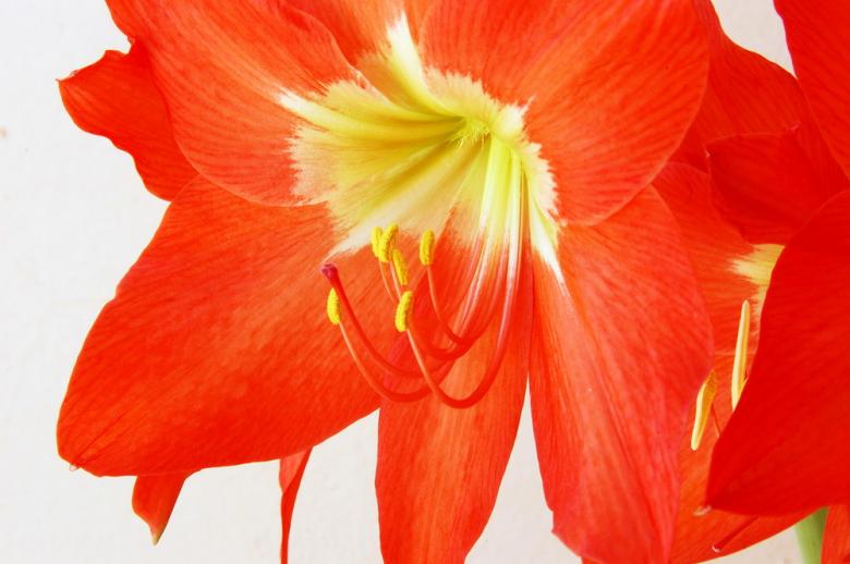 Free stock image of Amaryllis created by maf04