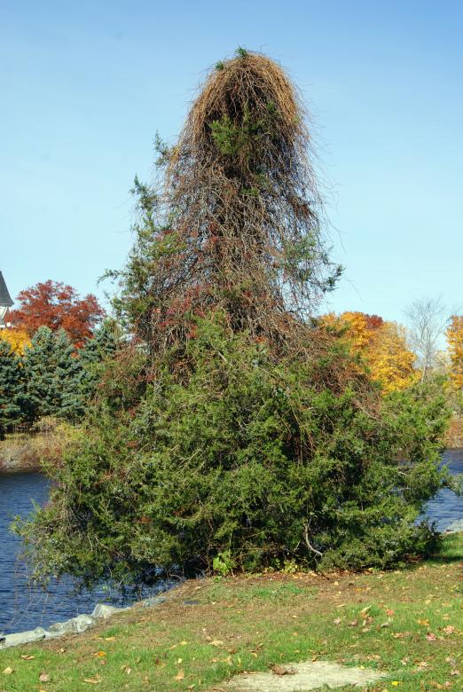 Free stock image of Wild Looking Tree created by Brian Norcross