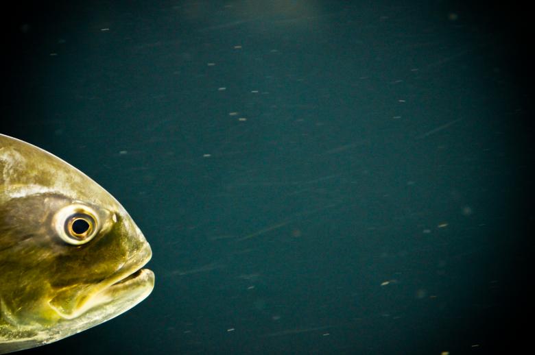 Free stock image of Fish Head created by Jon Estes