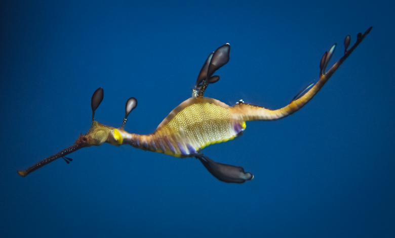 Free stock image of Dragonfish created by Jon Estes