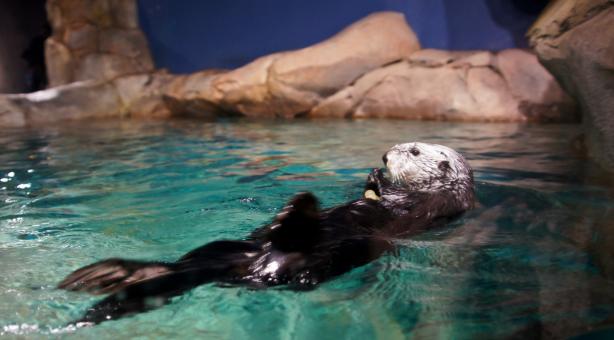 Otter - Free Stock Photo