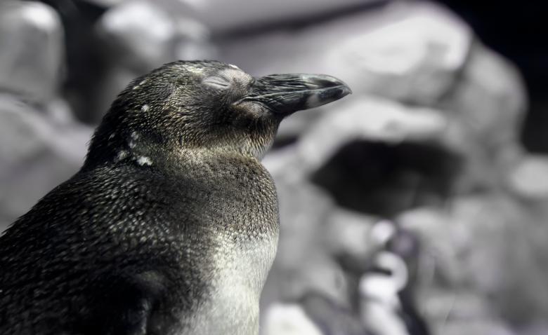 Free stock image of Penguin created by Jon Estes