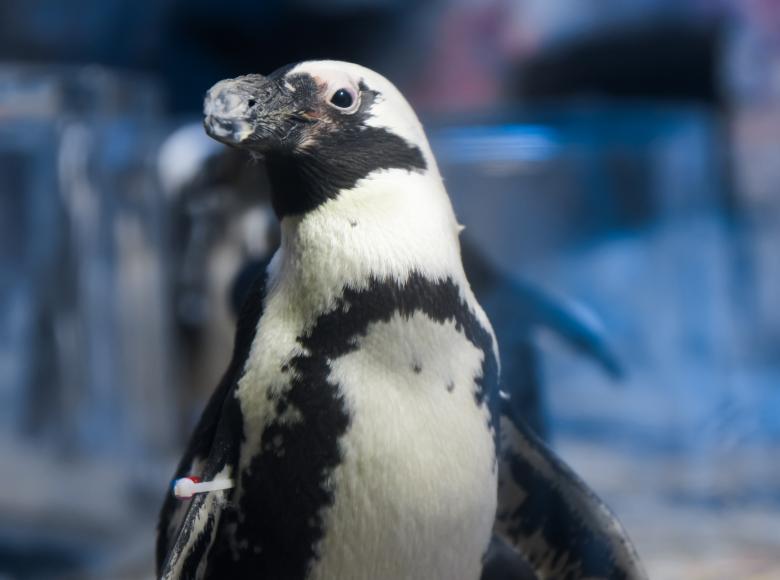 Free stock image of Penguin created by Jon Estes
