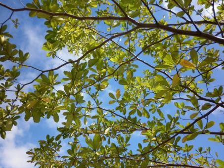 Tree - Free Stock Photo